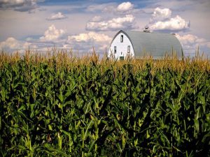 photo shows a corn field with a white barn hidden behind the stalks